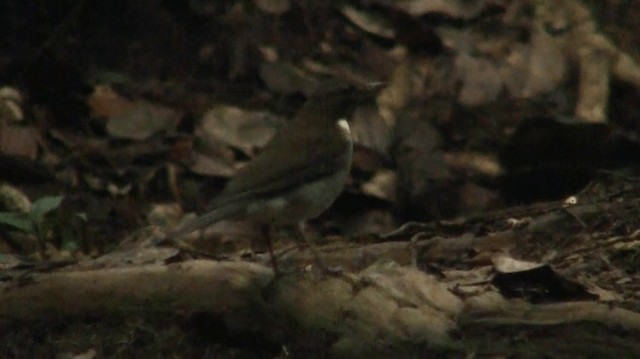 White-necked Thrush (Gray-flanked) - ML200901741