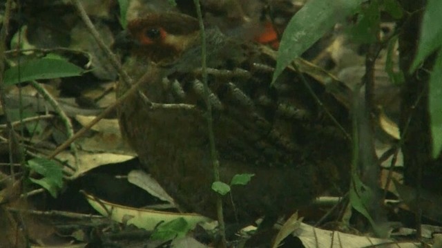 Marbled Wood-Quail - ML200901871