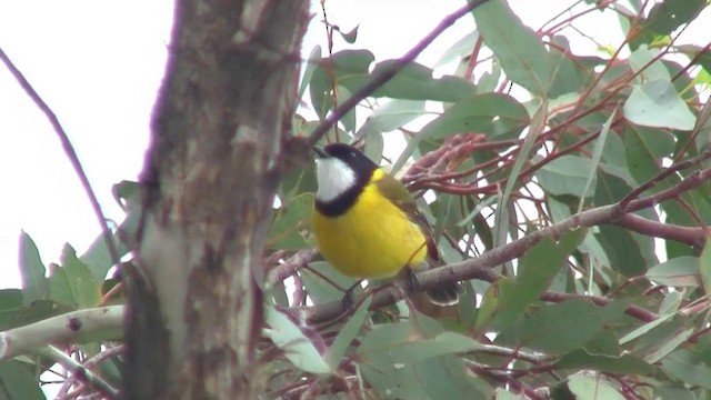 Golden Whistler (Western) - ML200901911