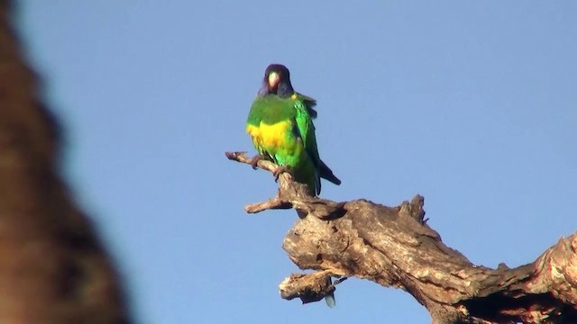 Воротничковый попугай (semitorquatus) - ML200901921