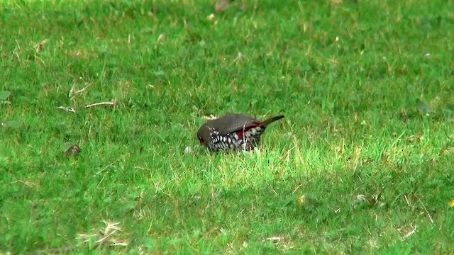 Red-eared Firetail - ML200901951