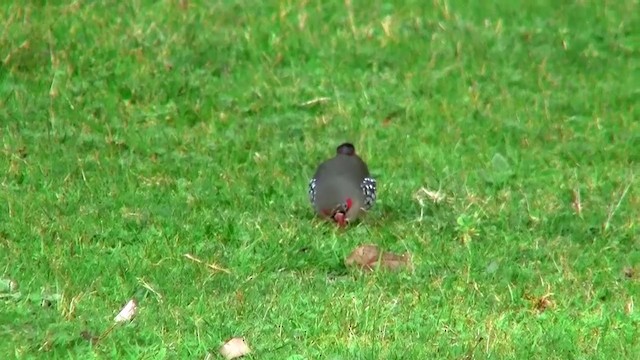 Red-eared Firetail - ML200901961