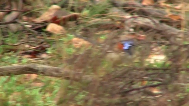 Blue-breasted Fairywren - ML200901971