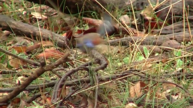 Blue-breasted Fairywren - ML200901991