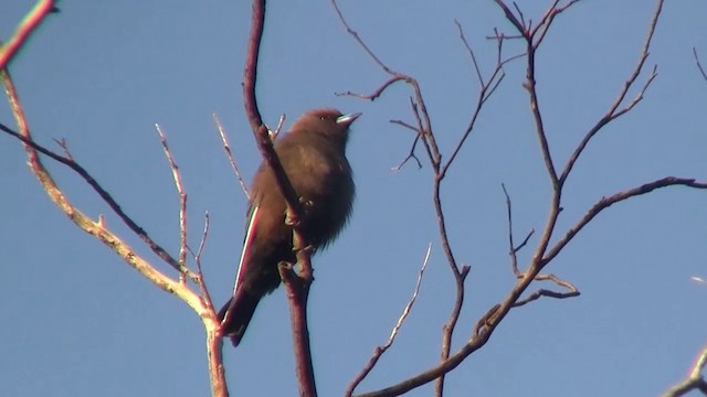 Dusky Woodswallow - ML200902001