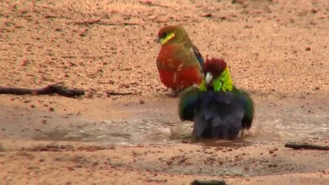 Red-capped Parrot - ML200902041