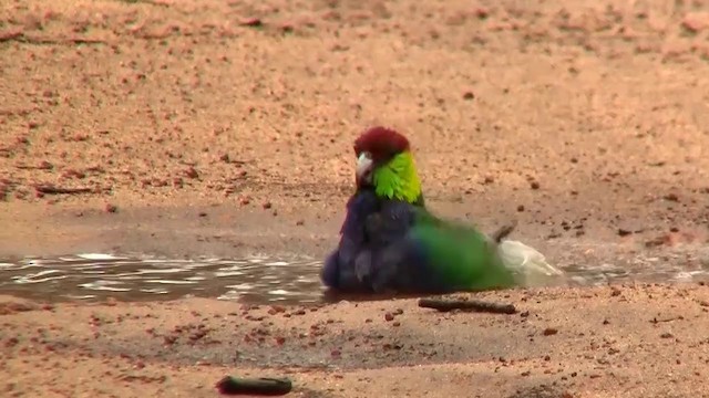 Red-capped Parrot - ML200902051