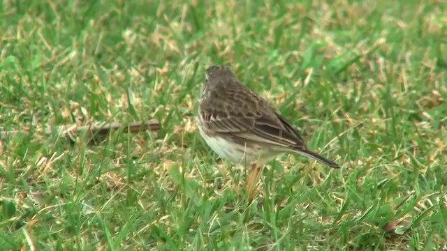 Australian Pipit - ML200902131