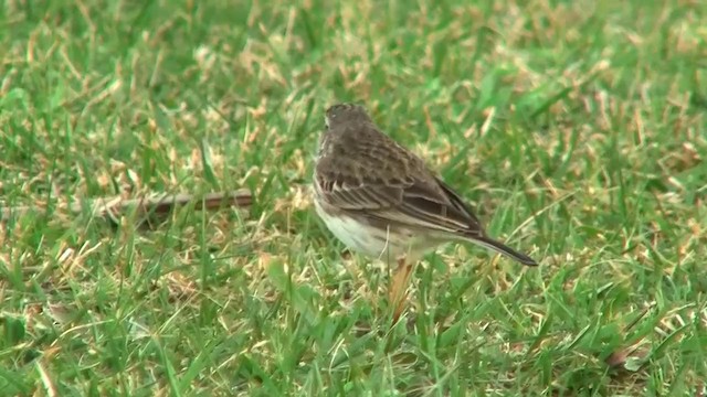 Pipit d'Australie - ML200902131