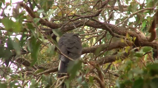 Baudin's Black-Cockatoo - ML200902141