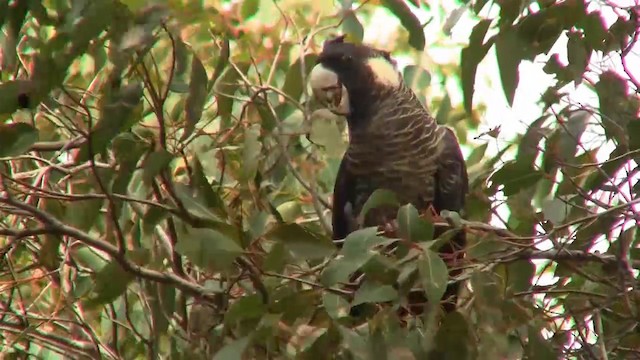 Baudin's Black-Cockatoo - ML200902161