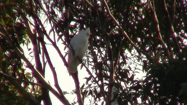 Little Corella - ML200902181