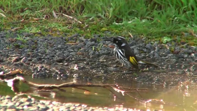 New Holland Honeyeater - ML200902201