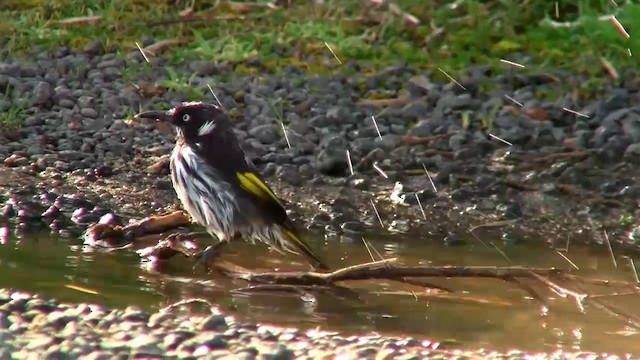 New Holland Honeyeater - ML200902211