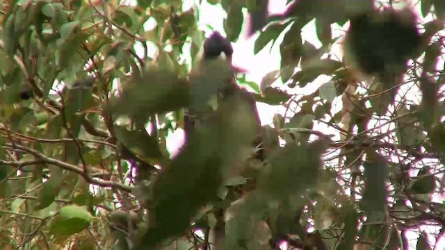 Baudin's Black-Cockatoo - ML200902231