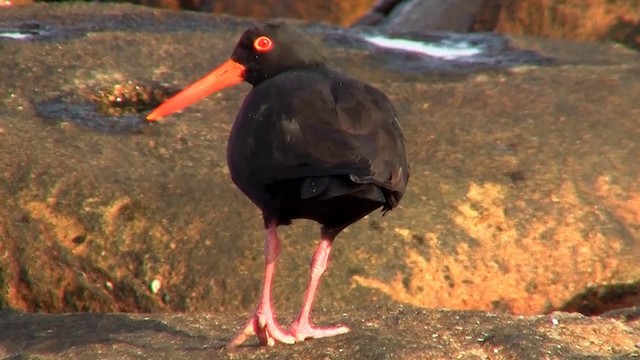 Sooty Oystercatcher - ML200902251