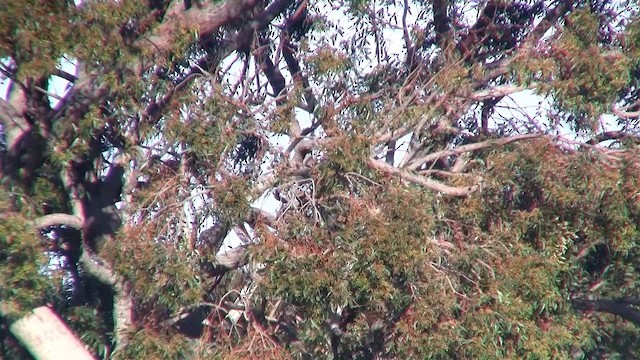 Western Corella - ML200902271