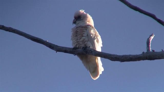 Western Corella - ML200902281