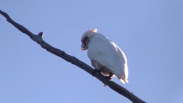 Western Corella - ML200902291