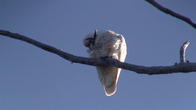 Cacatúa Cavadora - ML200902361