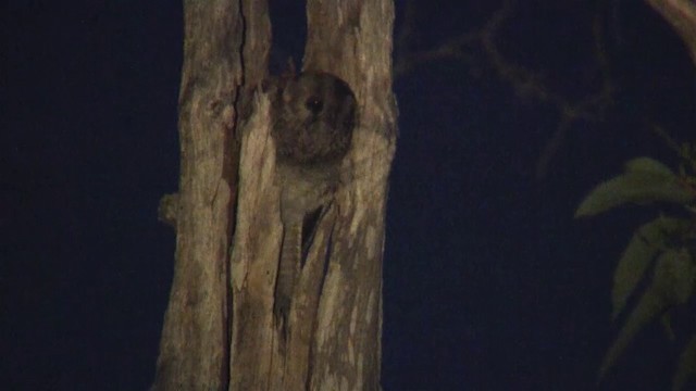 オーストラリアズクヨタカ - ML200902371