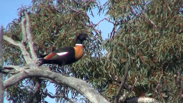 Australian Shelduck - ML200902401