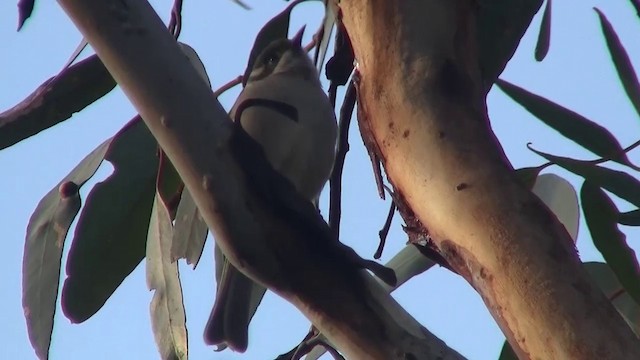 Brown-headed Honeyeater - ML200902411