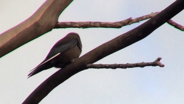 Dusky Woodswallow - ML200902421