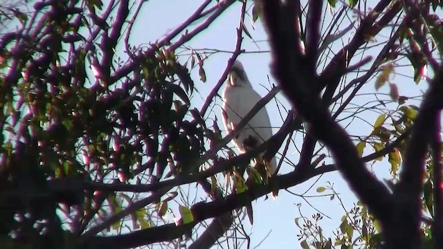 Western Corella - ML200902431