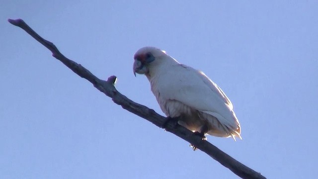 Western Corella - ML200902441