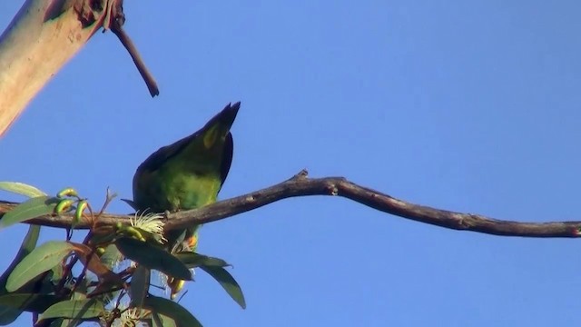 ムラサキガシラジャコウインコ - ML200902521