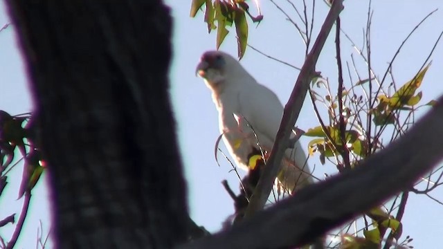 Western Corella - ML200902531