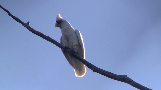 Cacatúa Cavadora - ML200902541