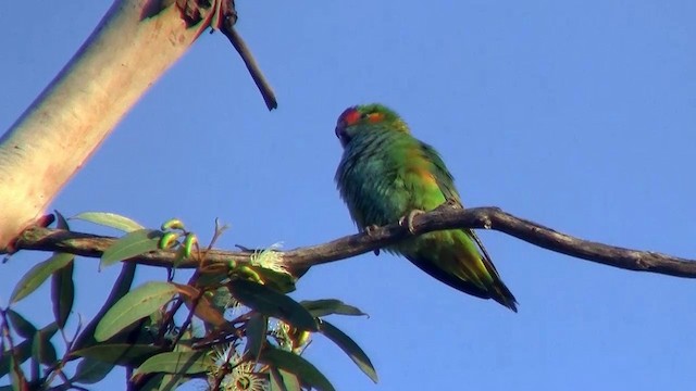 Purple-crowned Lorikeet - ML200902581