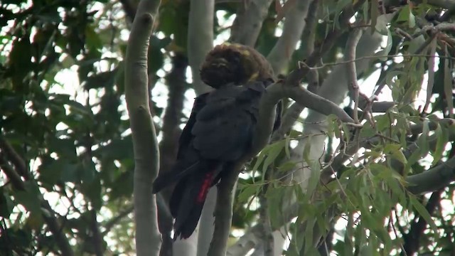 kakadu hnědohlavý - ML200902661