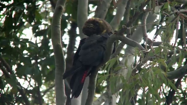 Glossy Black-Cockatoo - ML200902661