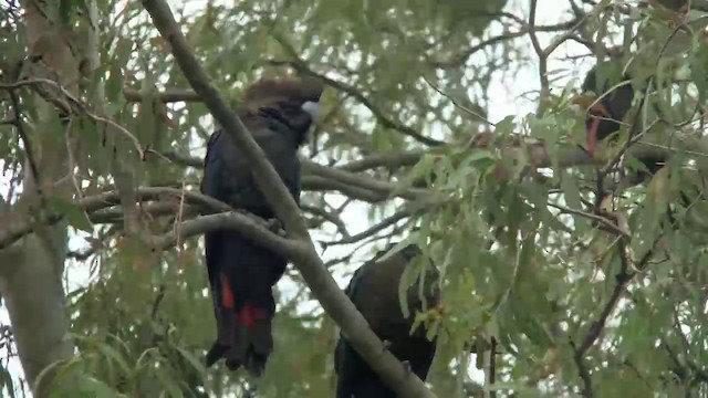 Glossy Black-Cockatoo - ML200902671