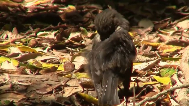 North Island Robin - ML200902821