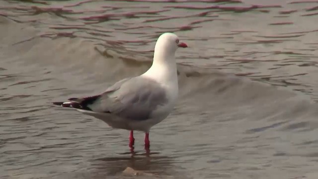 Silver Gull (Red-billed) - ML200902861