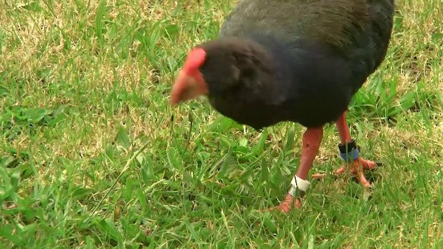 South Island Takahe - ML200903011