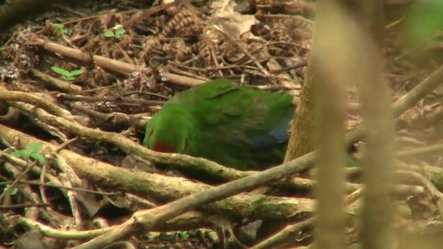 Red-crowned Parakeet - ML200903061