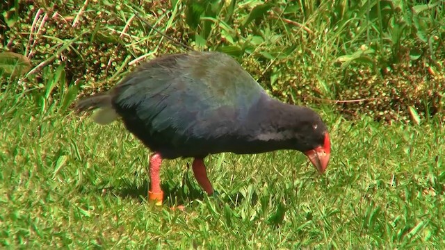 South Island Takahe - ML200903071