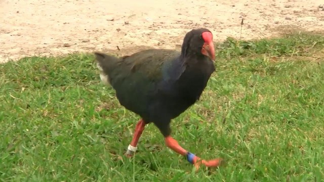 Calamón Takahe - ML200903081