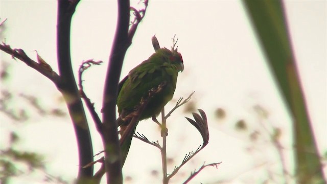 Red-crowned Parakeet - ML200903161