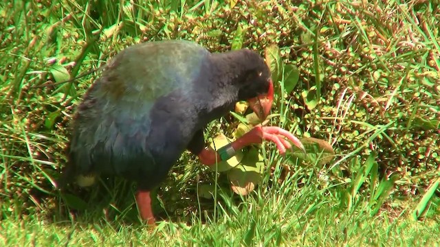 South Island Takahe - ML200903181