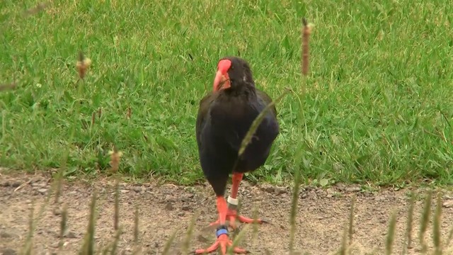 Calamón Takahe - ML200903191