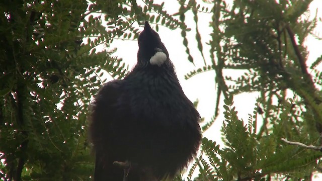 Tui - ML200903211