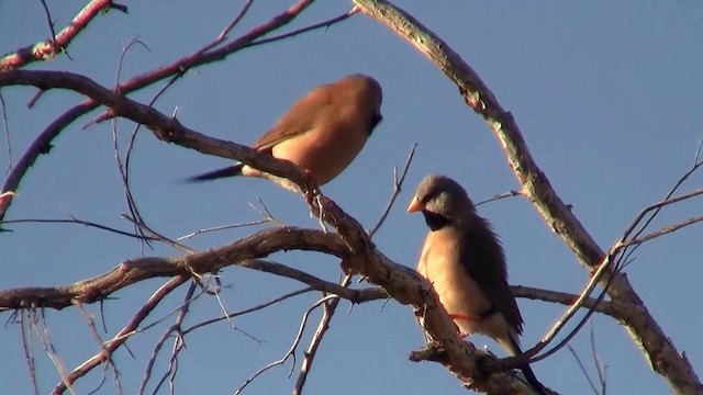 Long-tailed Finch - ML200903371