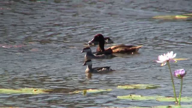 Green Pygmy-Goose - ML200903481