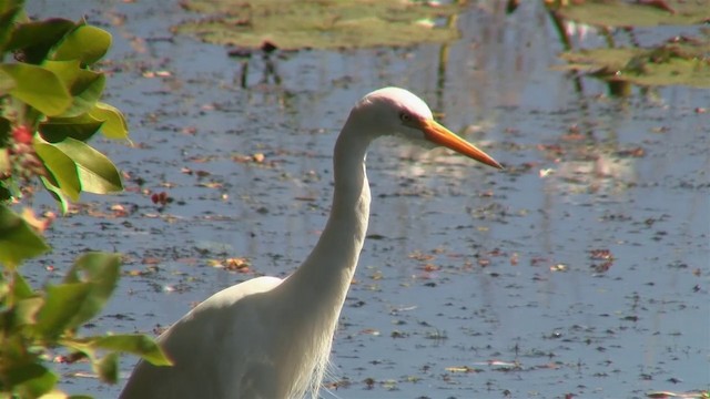 Plumed Egret - ML200903511